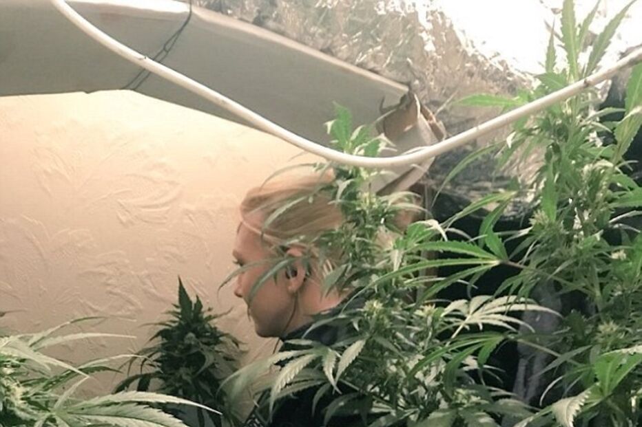 Londres, canábis, plantação