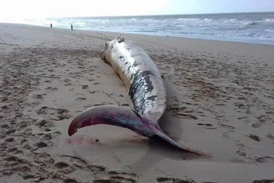 Baleia encontrada morta em praia da Albufeira