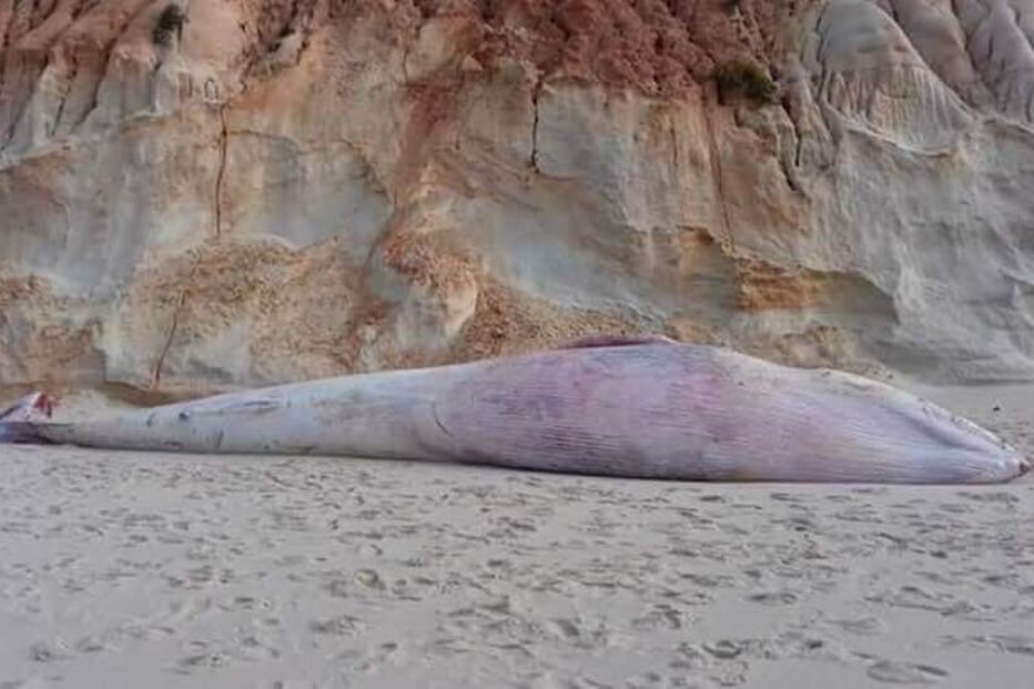 Baleia encontrada morta em praia da Albufeira