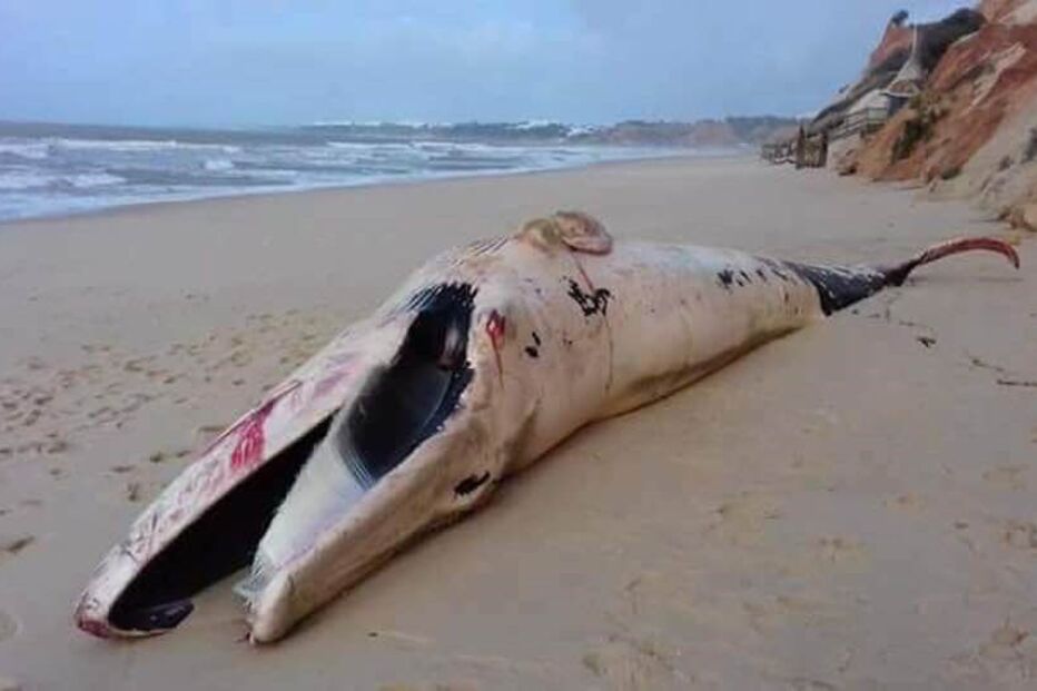 Baleia encontrada morta em praia da Albufeira