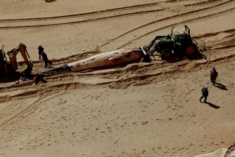 Baleia encontrada morta em praia da Albufeira