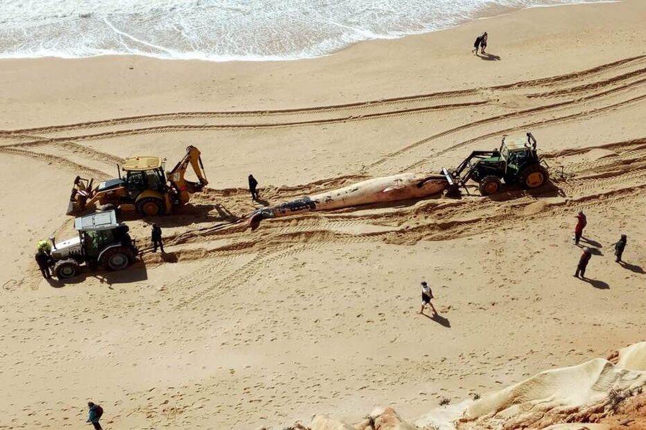 Baleia encontrada morta em praia da Albufeira
