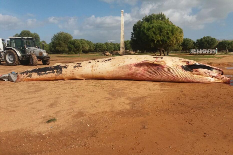  Baleia encontrada morta em praia da Albufeira