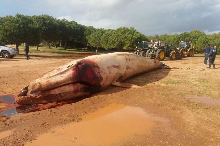  Baleia encontrada morta em praia da Albufeira