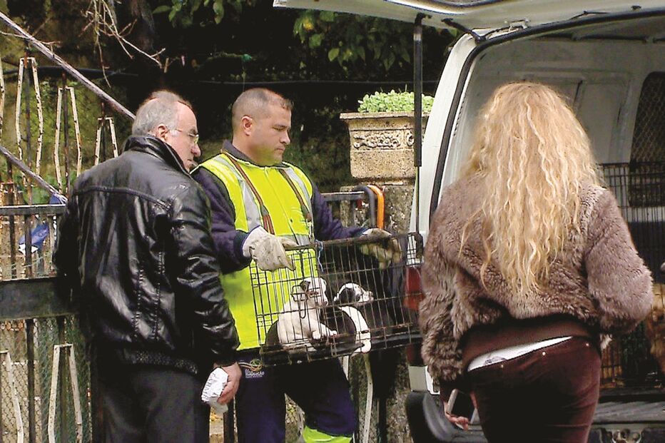 mulher, estrangulada, cães, violada, crime, homicídio, lixo, cães, asfixiada, morte, vila nova de famalicão