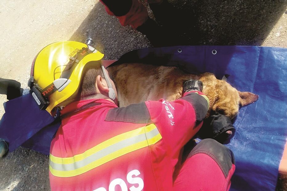 cão, animal, bombeiros, Bombeiros Voluntários de Albufeira, praia, Maria Luísa, Algarve