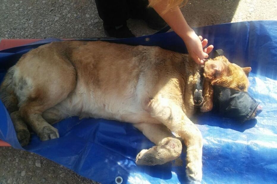 cão, animal, bombeiros, Bombeiros Voluntários de Albufeira, praia, Maria Luísa, Algarve