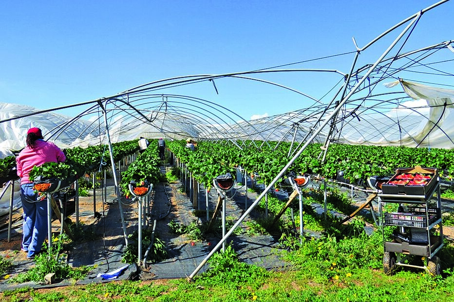 Foram identificadas 15 explorações agrícolas que sofreram danos em resultado do tornado que atingiu o Algarve 