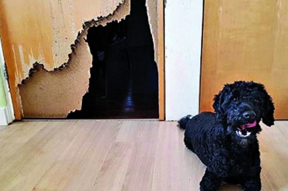 Cachorro fez um buraco na porta da cozinha