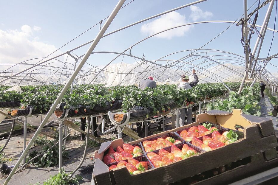 Tornado que atingiu o Algarve no dia 4 provocou milhões de euros em prejuízos aos agricultores