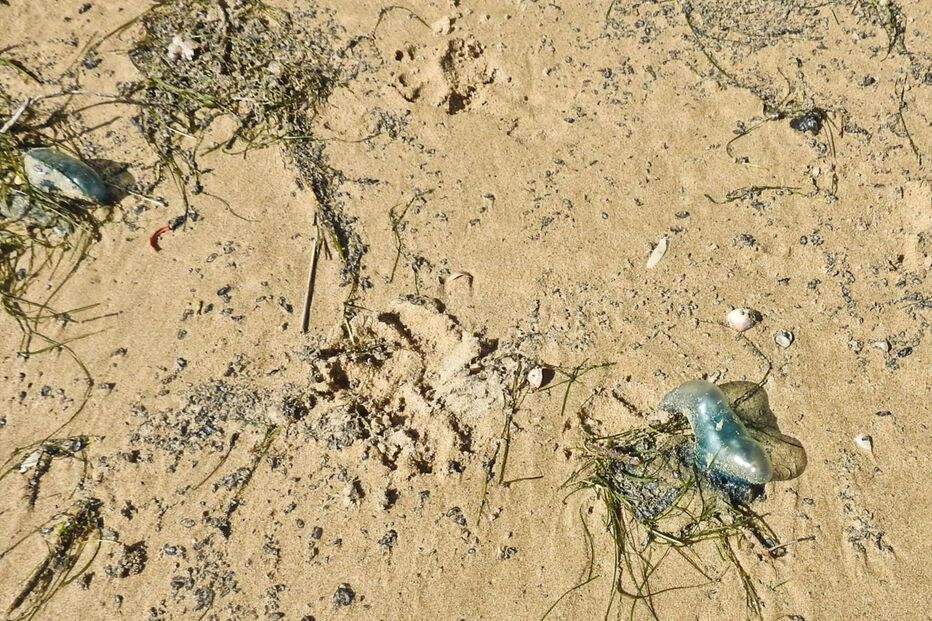 Caravelas-portuguesas