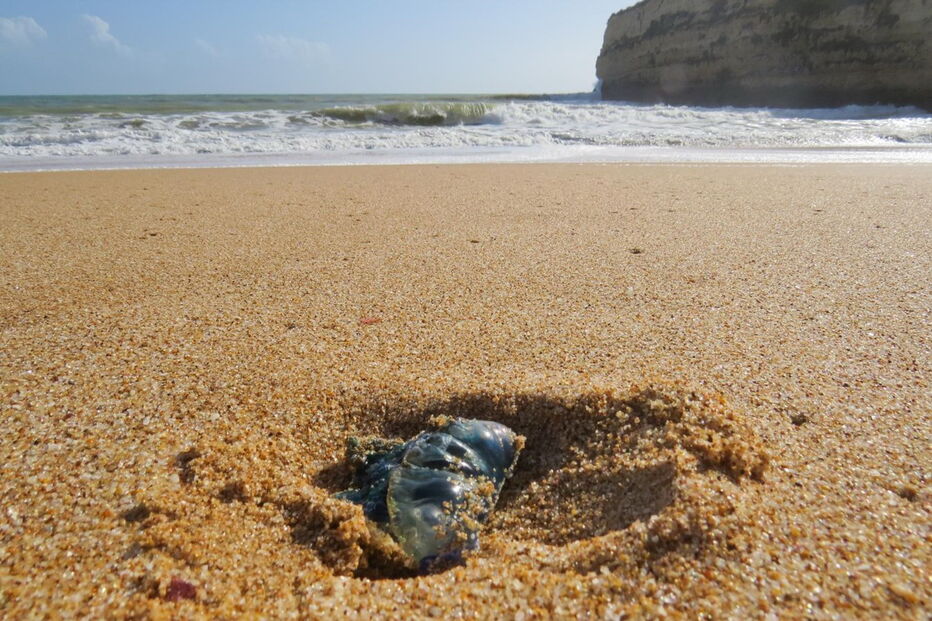 Caravelas-portuguesas