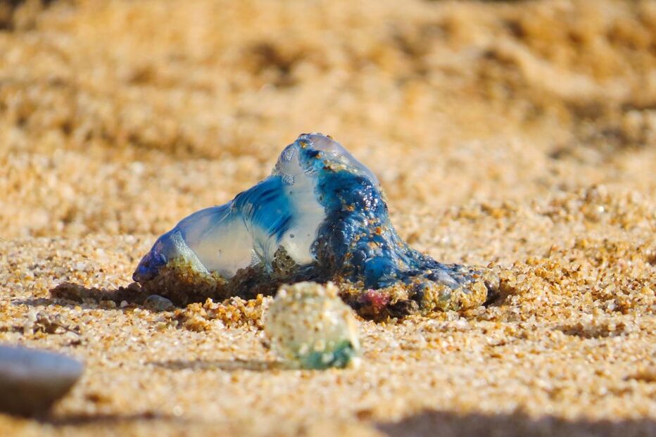 Caravelas-portuguesas