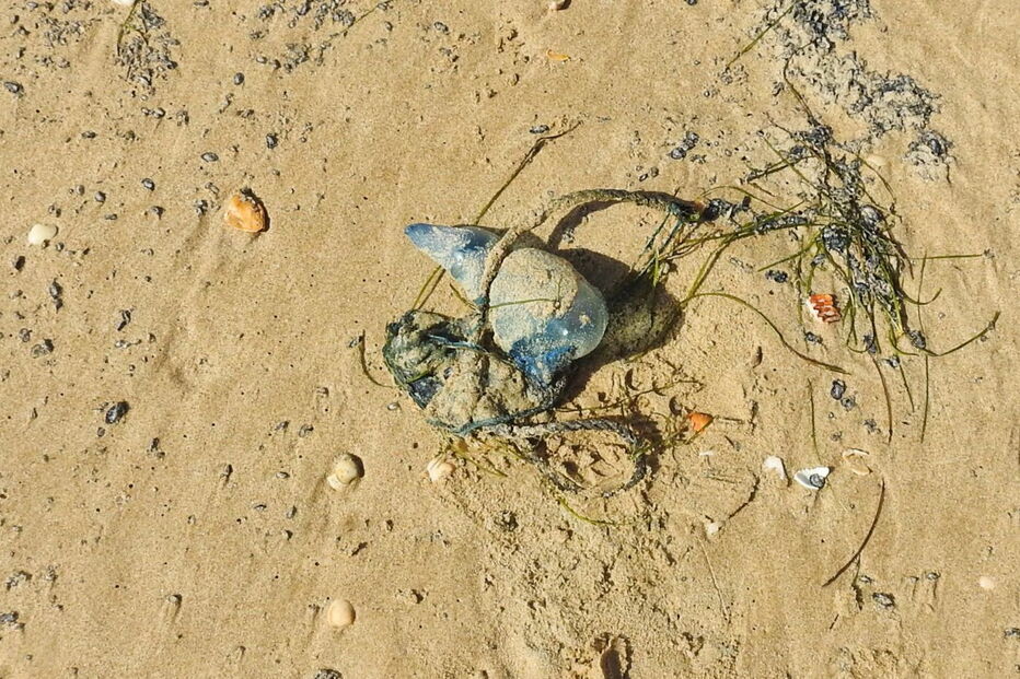 Caravelas-portuguesas