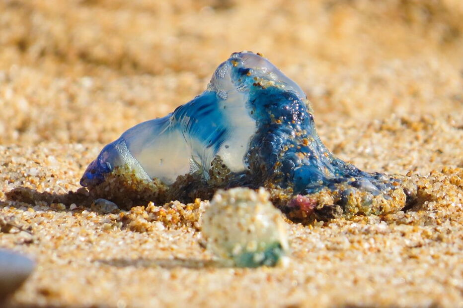 Caravelas-portuguesas