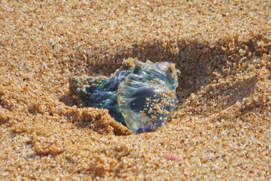 Caravelas-portuguesas