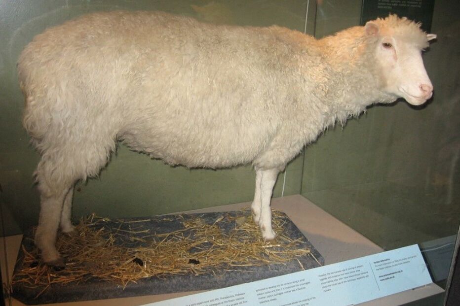 Ovelha Dolly