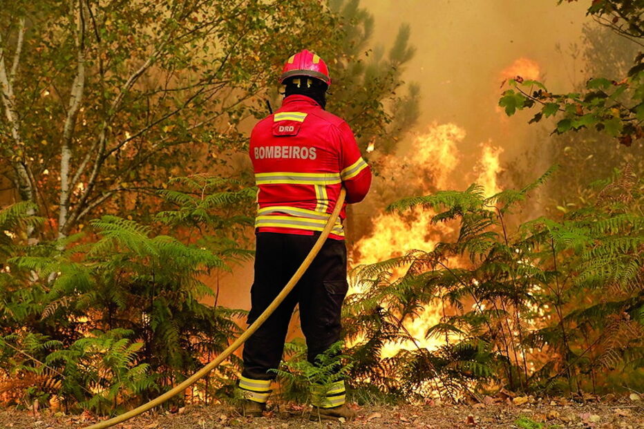 dinheiro, matas, florestas, limpeza, governo, terrenos, fogos, incêndios florestais