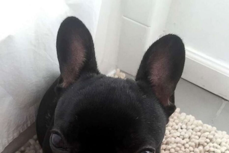 Animal morreu durante a viagem