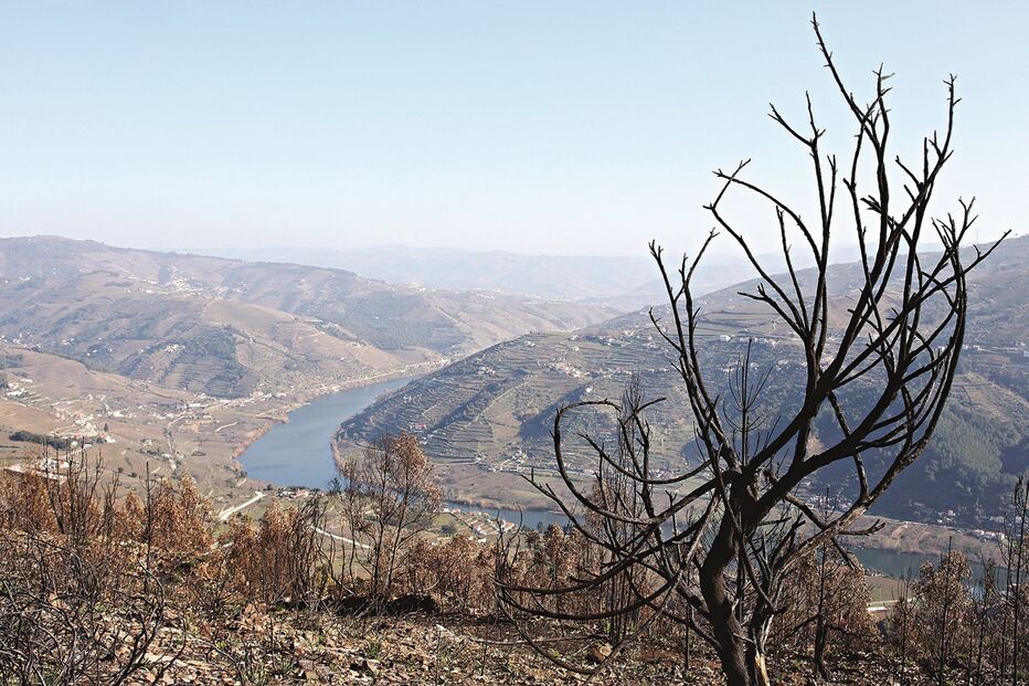 inspeção, fraude, fogos, incêndio, candidaturas
