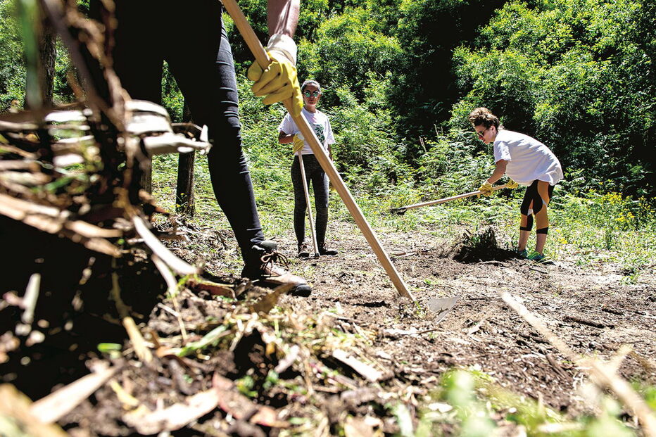 contestação, matas, florestas, terrenos, limpeza