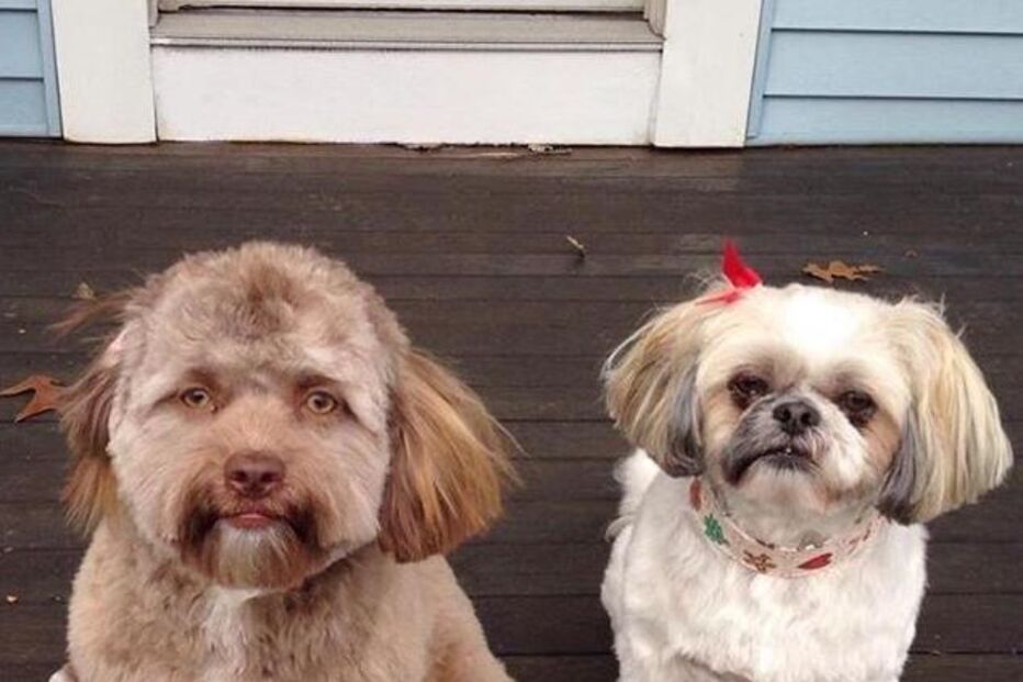 Chantal Desjardins, Yogi, Darla