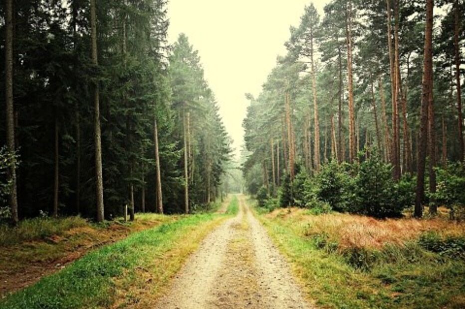 Estrada florestal