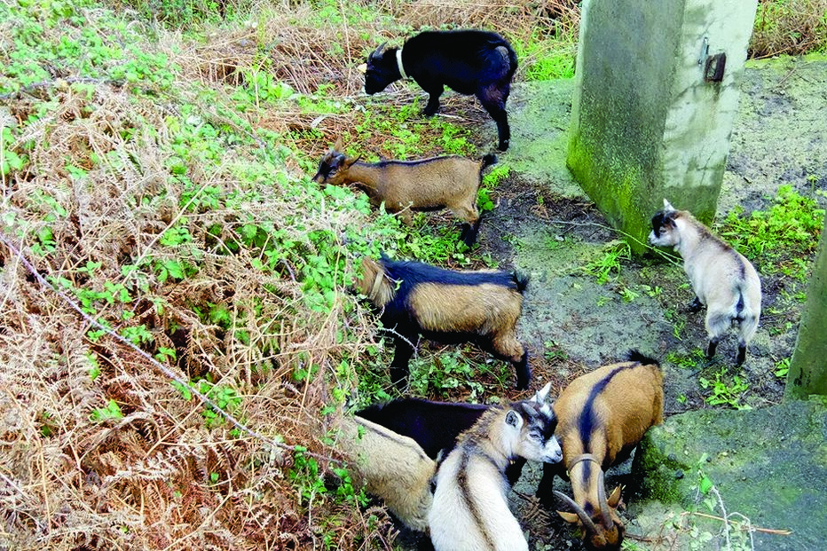 Cabras sapadoras vão comer a vegetação de um terreno com um hectare 