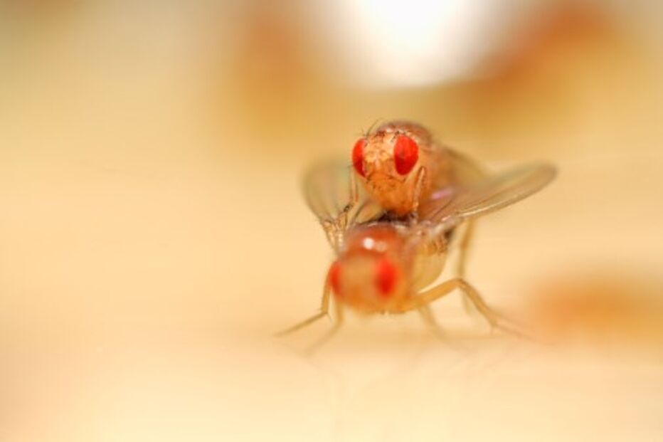 Mosca da fruta