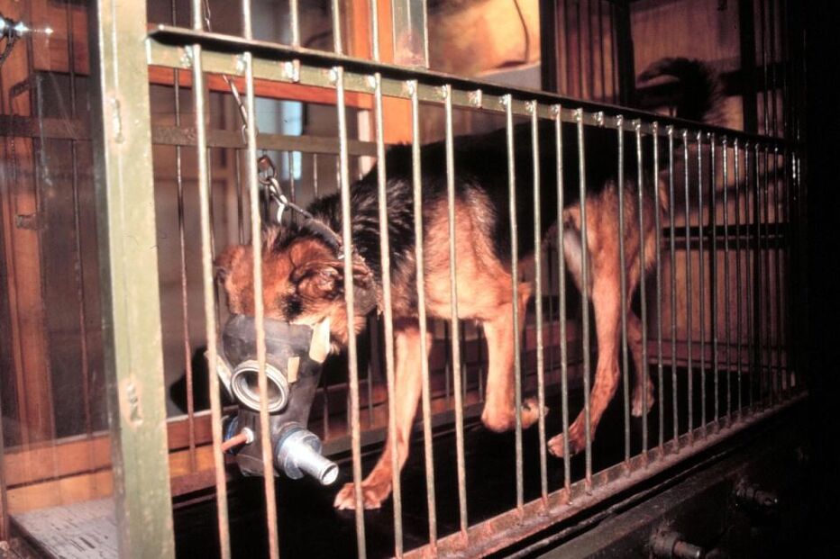 Cães, Tortura, agente nervoso, Exército Vermelho
