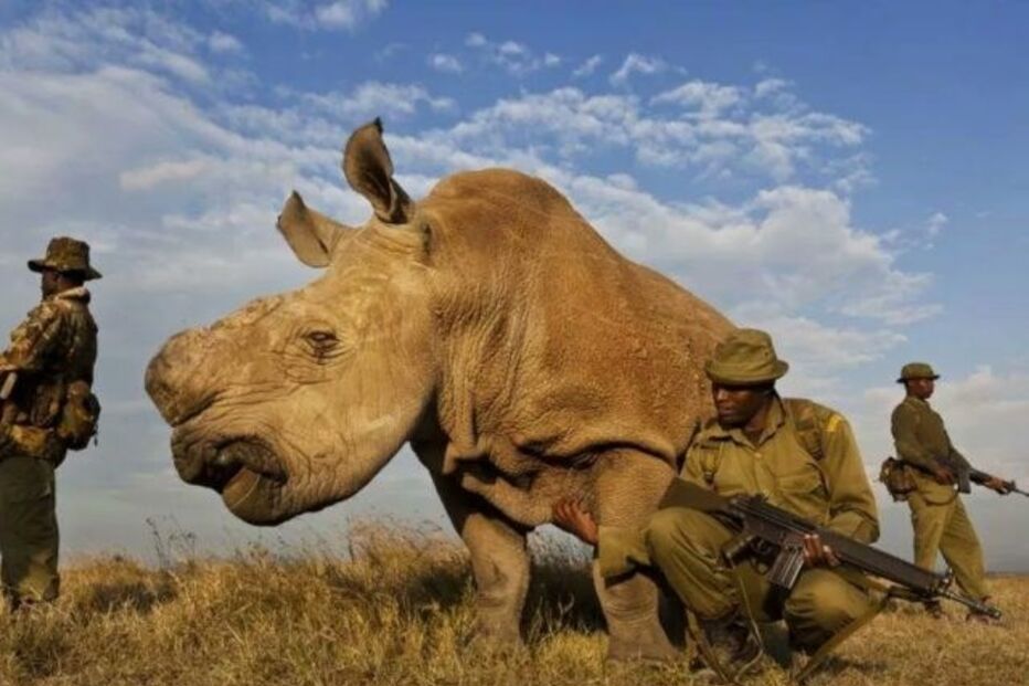 Sudan era o último macho de rinoceronte branco do norte