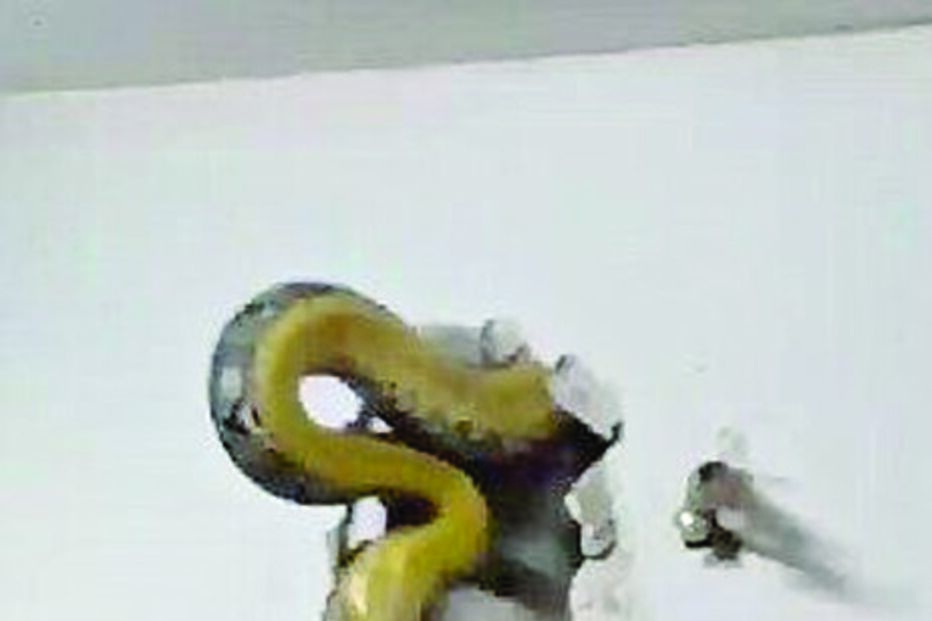 Cobra de 4,5 metros escondida na parede