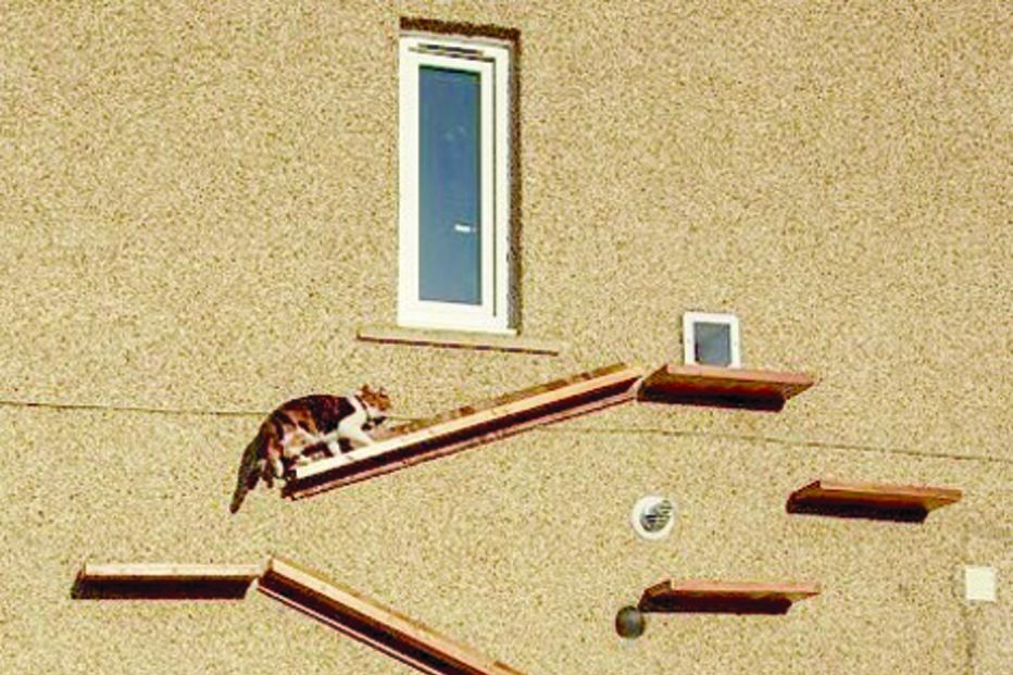 Gato tem entrada especial para evitar o cão