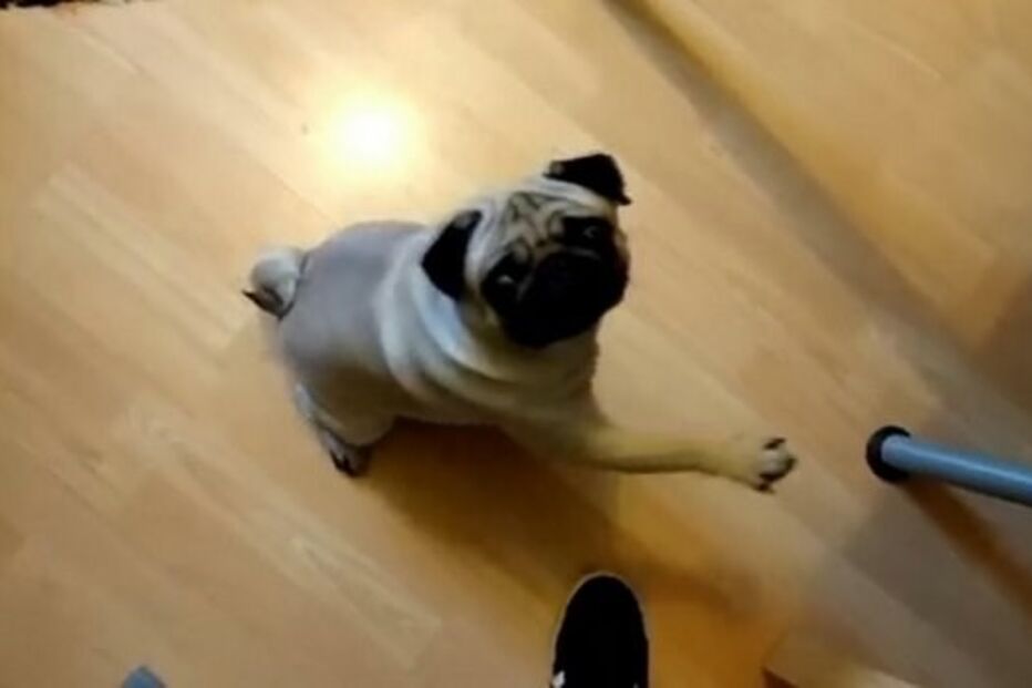 Mark Meechan, pug, vídeo, Hitler