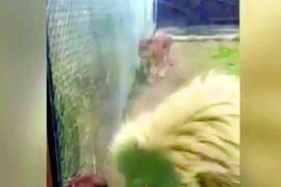 Leão brinca com bebé