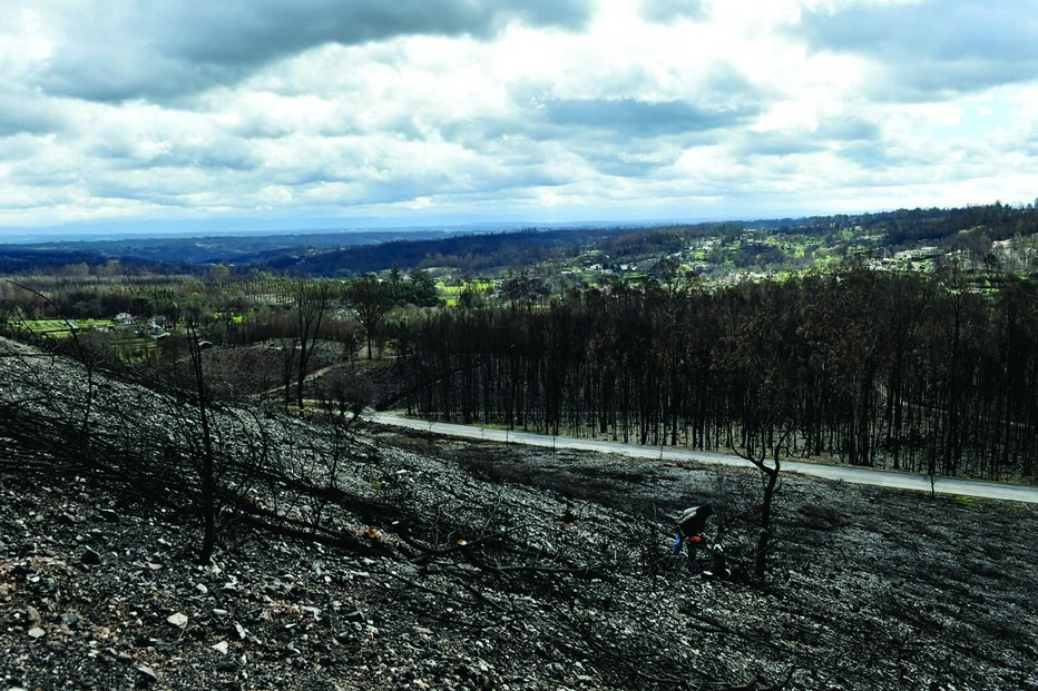 O negro dos campos e da floresta vai manter- –se por muitos anos no concelho de Tondela 