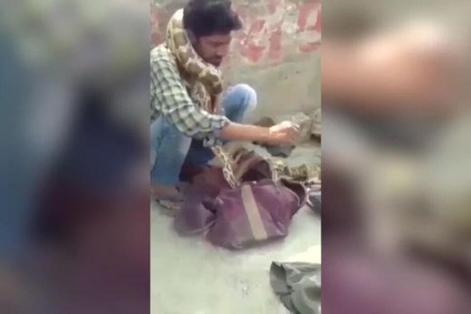 Píton, Pitão, cobra, Índia