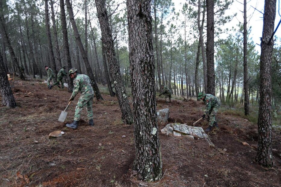 Costa acompanhou acção de limpeza florestal em Portalegre