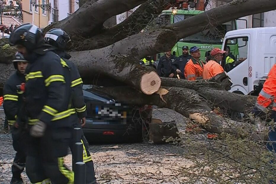 Árvore cai em Lisboa
