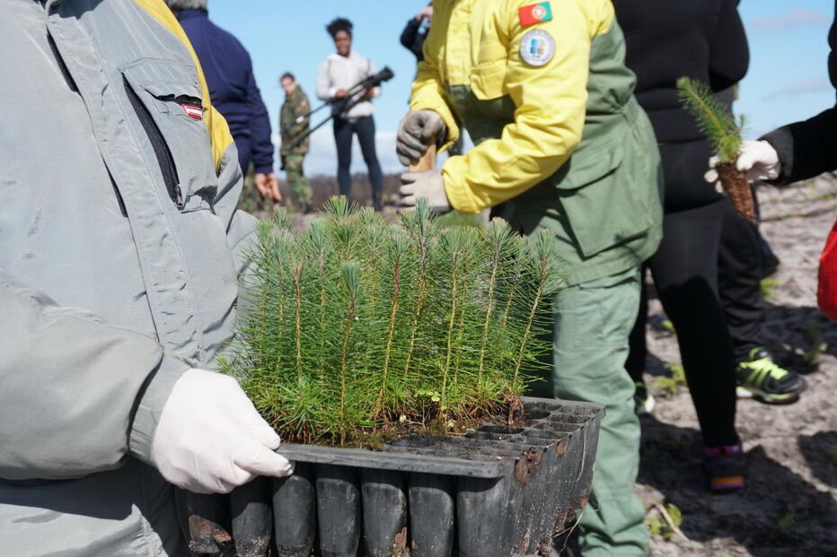 Voluntários ajudam a reflorestar o Pinhal de Leiria