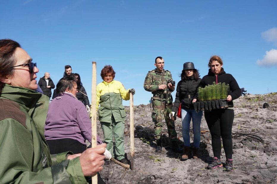 Voluntários ajudam a reflorestar o Pinhal de Leiria