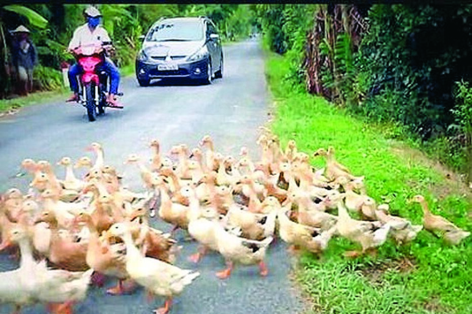 Patos na estrada