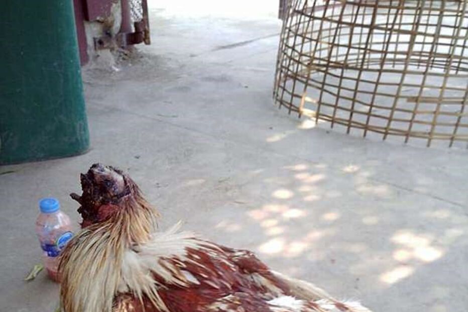 Galo sobrevive durante uma semana sem cabeça e é adotado