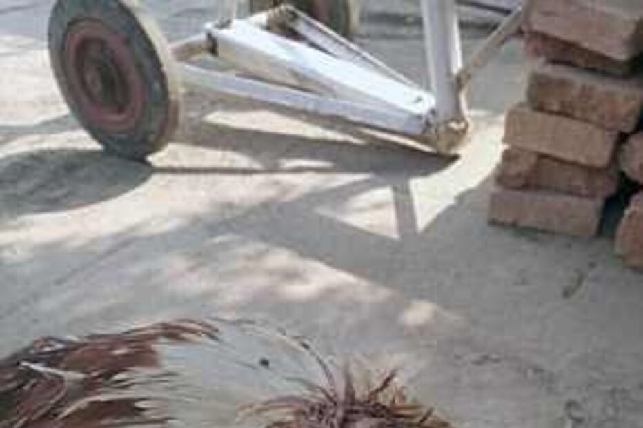 Galo sobrevive durante uma semana sem cabeça e é adotado