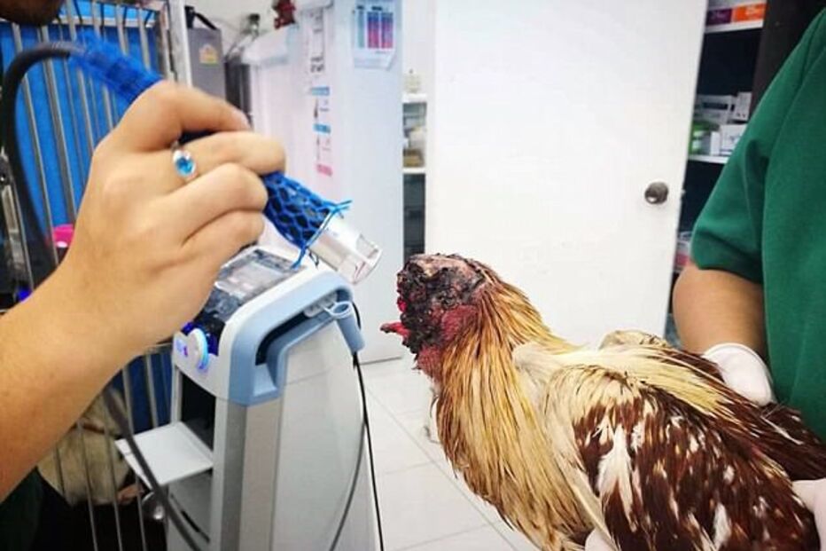 Galo sobrevive durante uma semana sem cabeça e é adotado