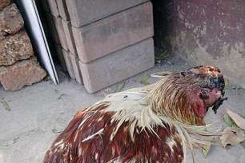 Galo sobrevive durante uma semana sem cabeça e é adotado