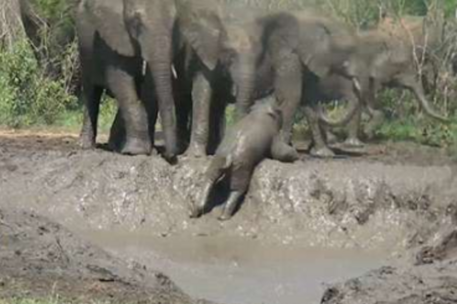 2018-03-29_19_48.03 elefanteLama.PNG