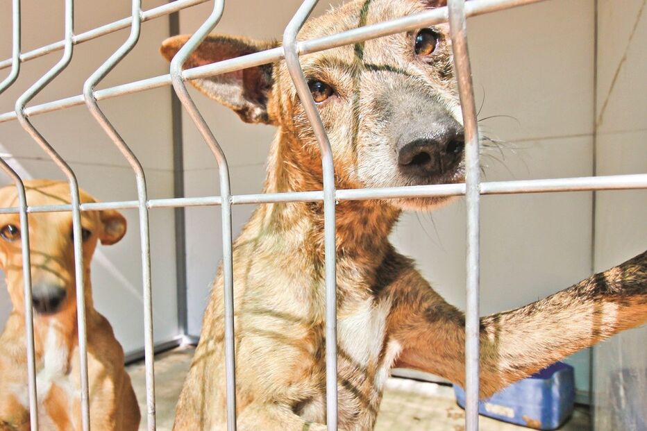 Cães recolhidos da rua