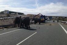 Animais soltos na autoestrada em Espanha