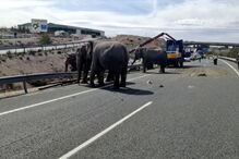Animais soltos na autoestrada em Espanha